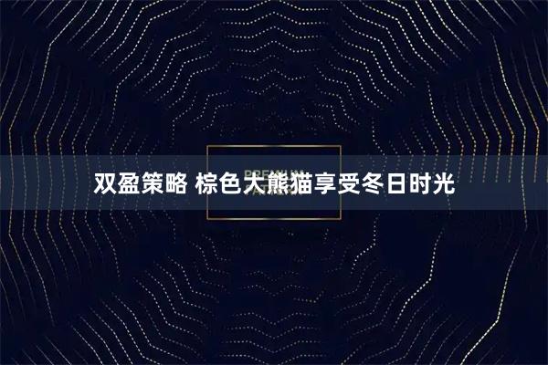 双盈策略 棕色大熊猫享受冬日时光